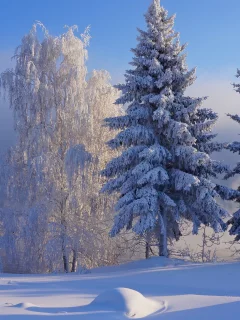nature, forest, winter, snow