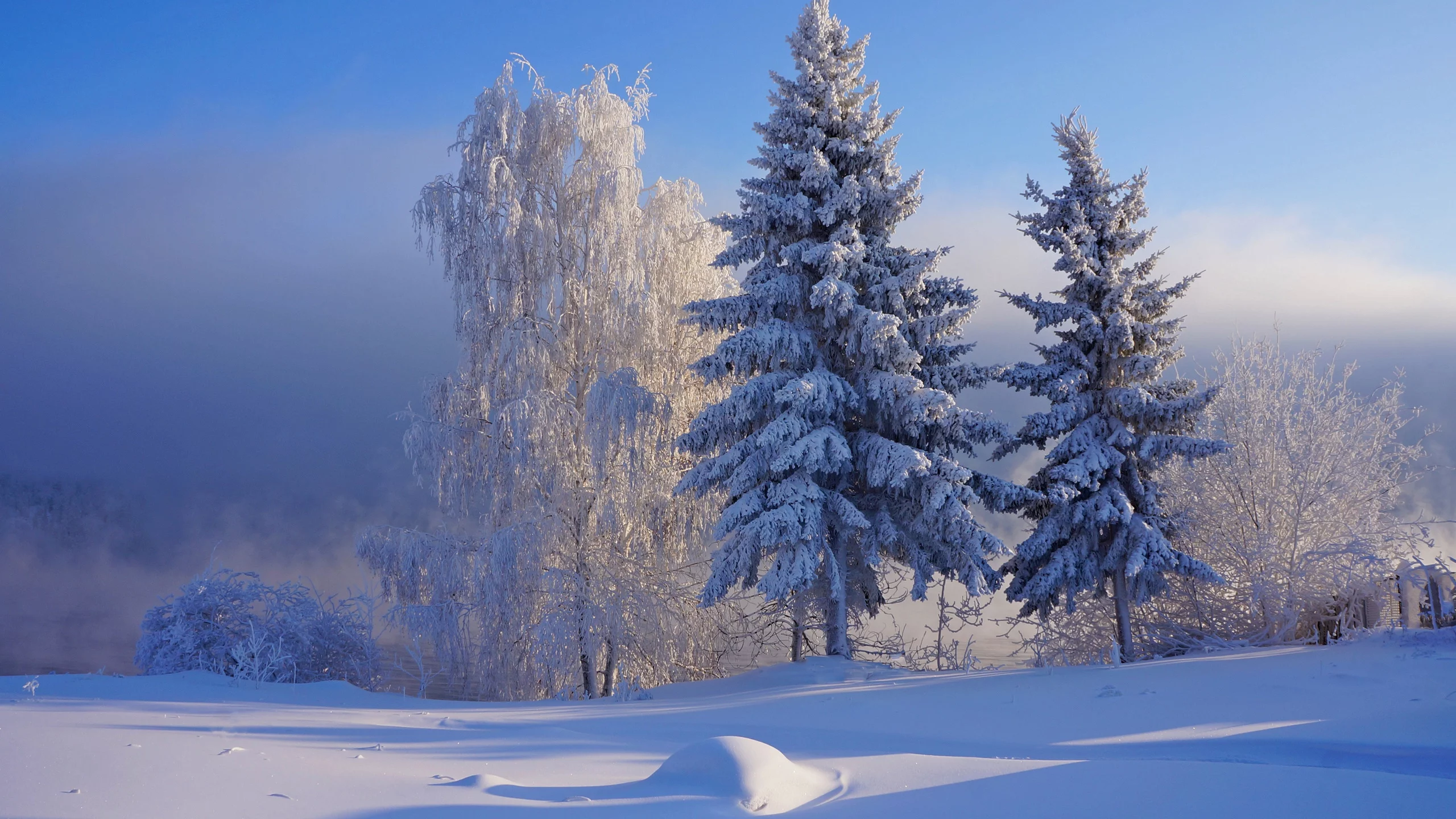 nature, forest, winter, snow