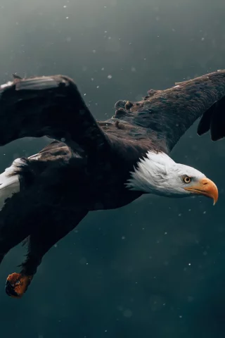 eagle, flying