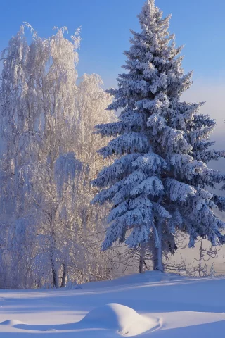 nature, forest, winter, snow