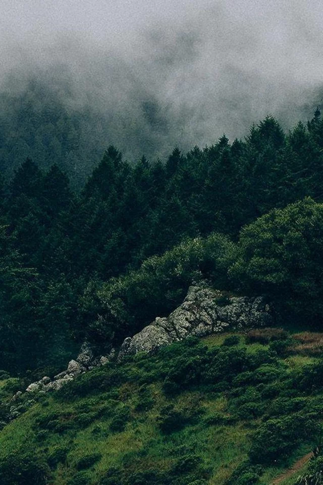 nature, mountains, forest, fog