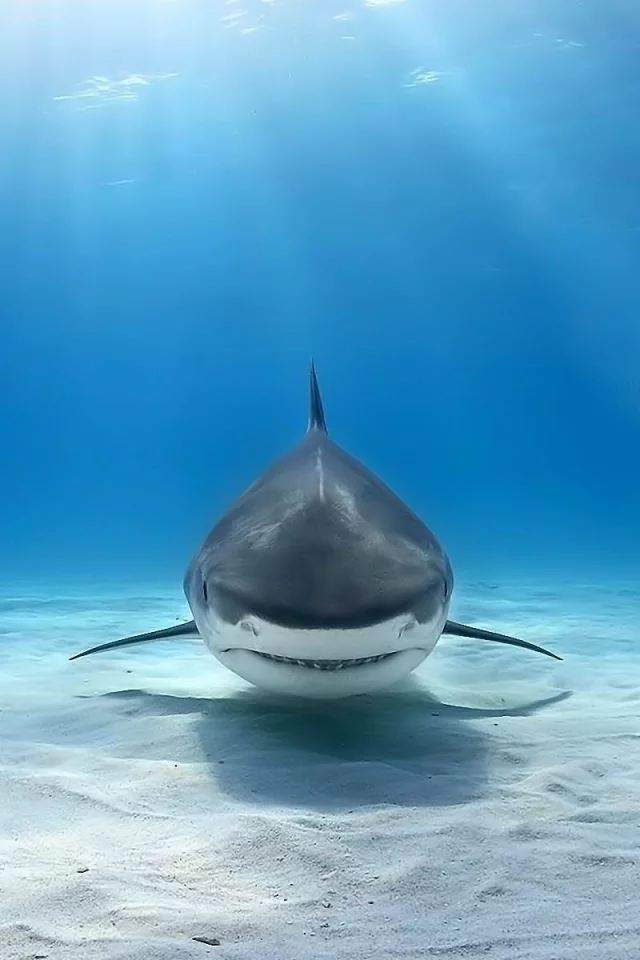animals, shark, underwater