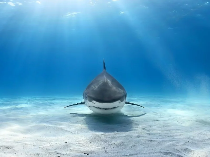 animals, shark, underwater