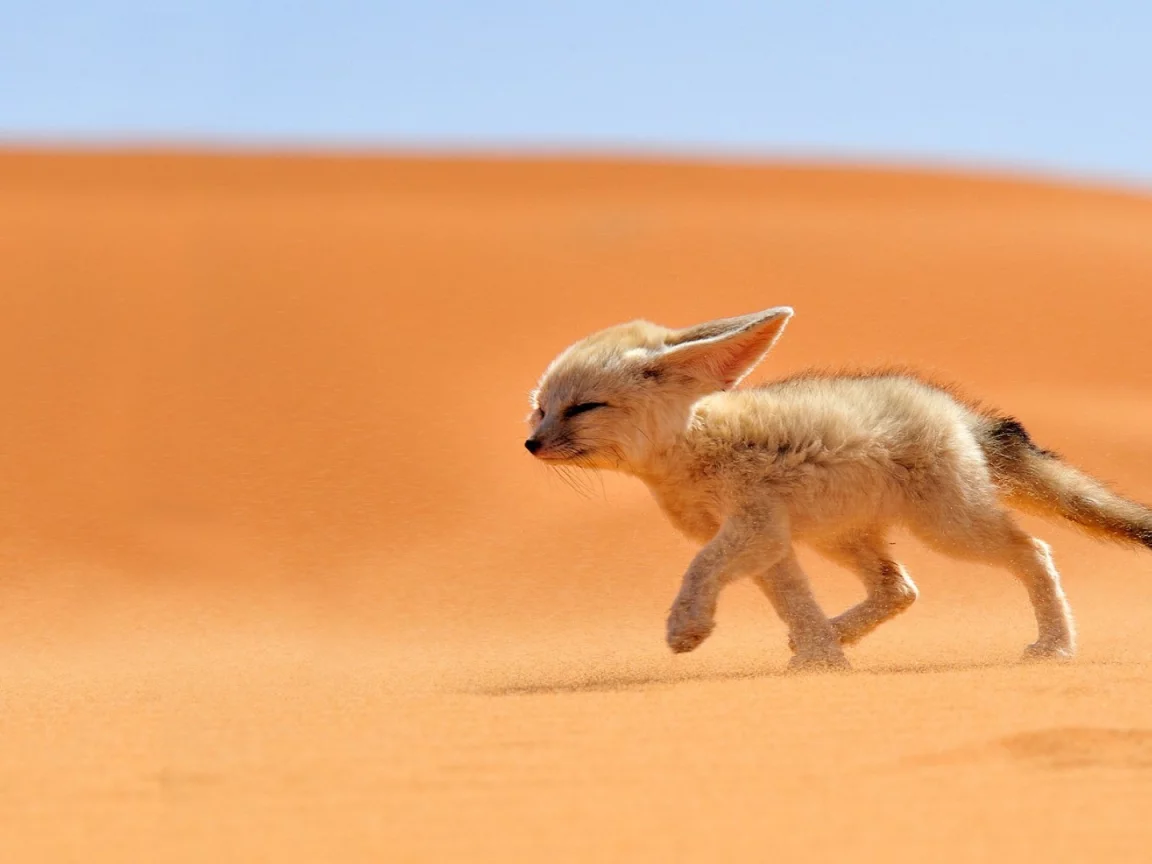 fox, animals, desert, nature, fennec
