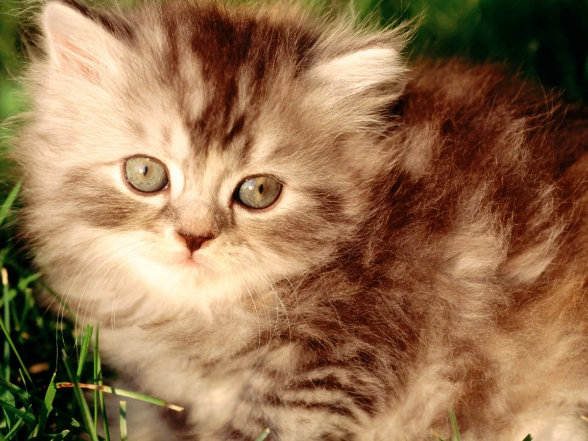 summer, fluffy, red, grass, mustache, kitten
