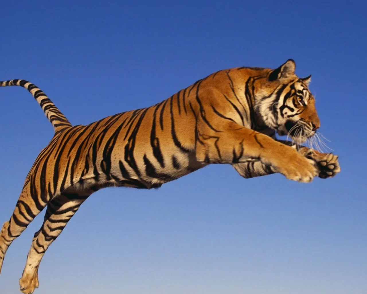 tiger, jump, predator, animal
