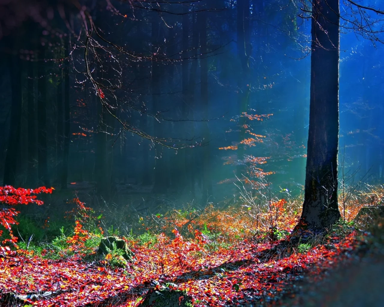 leaves, autumn, bright, tree, trees, earth, rays