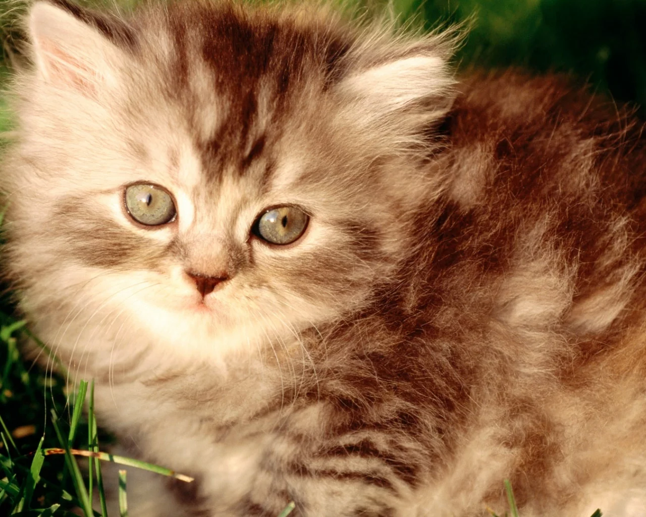 summer, fluffy, red, grass, mustache, kitten