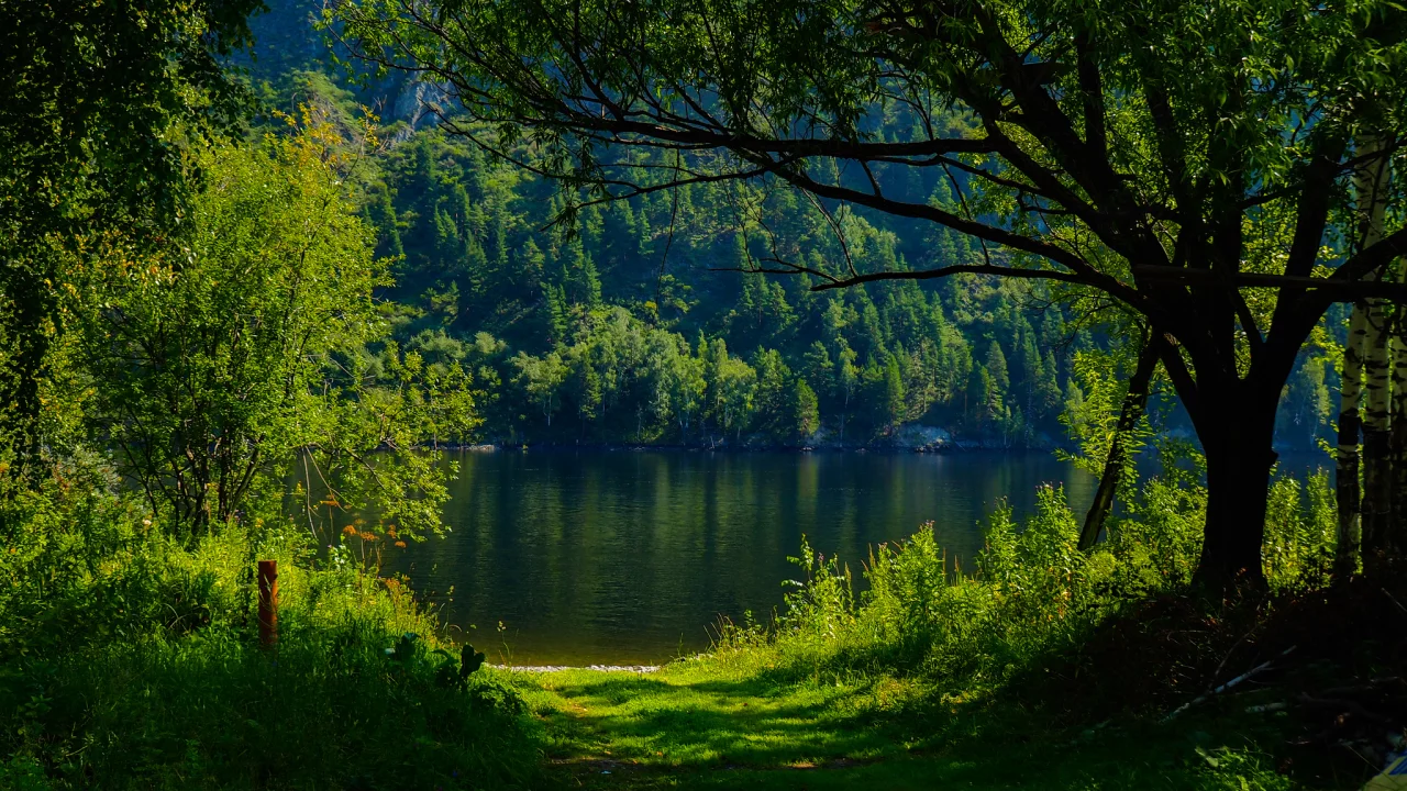 nature, forest, trees