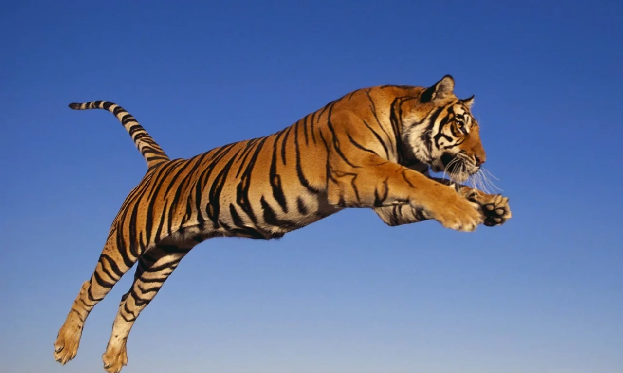 tiger, jump, predator, animal