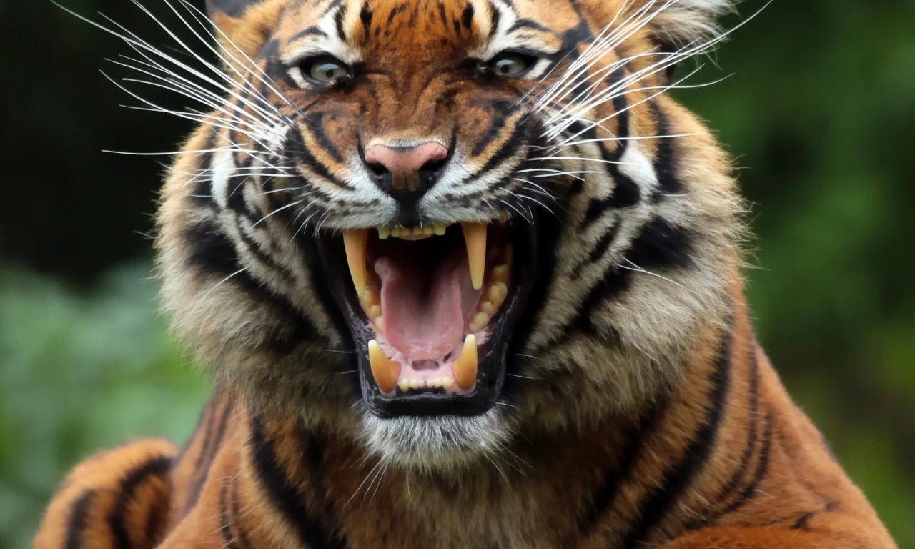 animal, predator, tiger, mouth, snarl, fangs