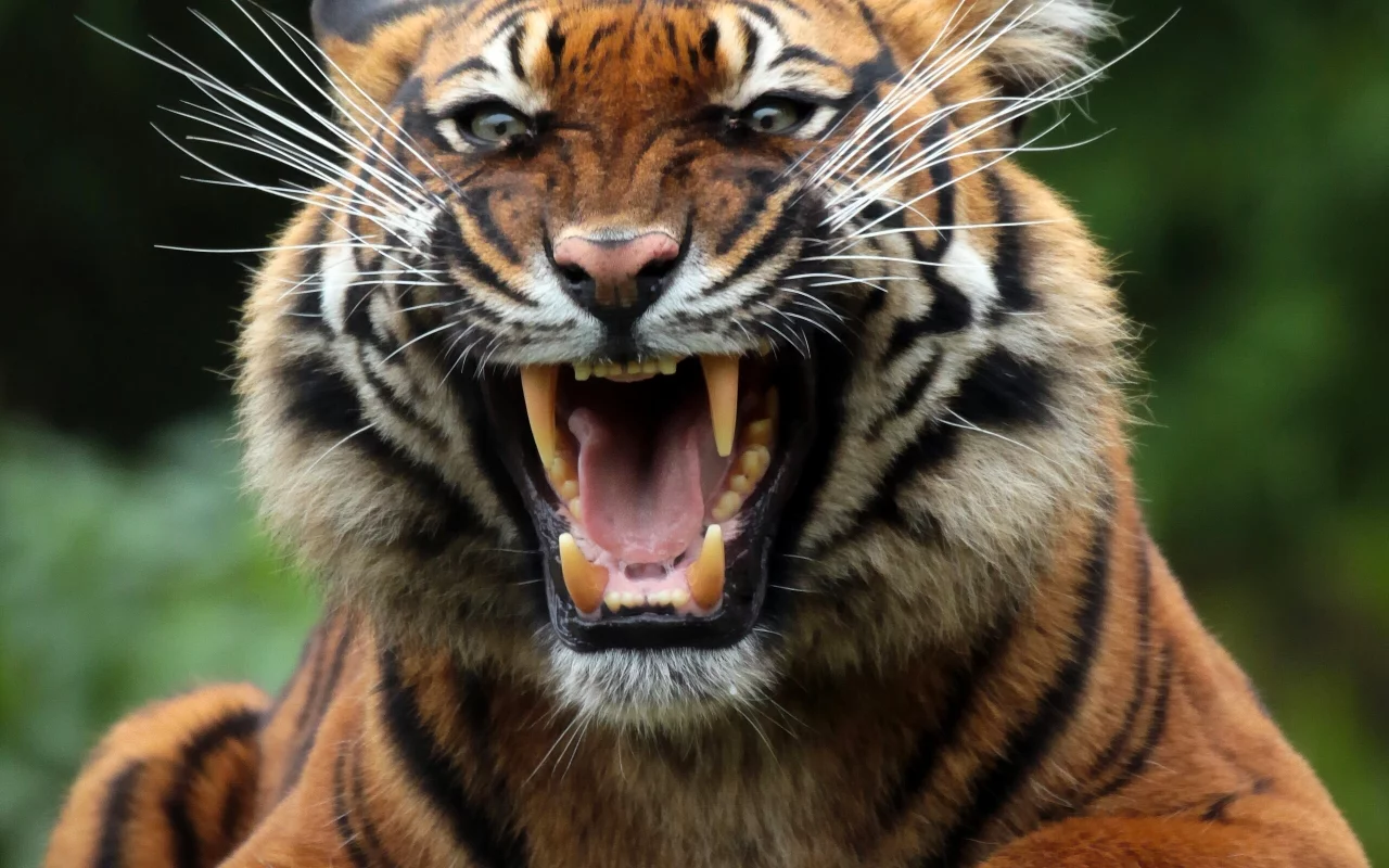 animal, predator, tiger, mouth, snarl, fangs
