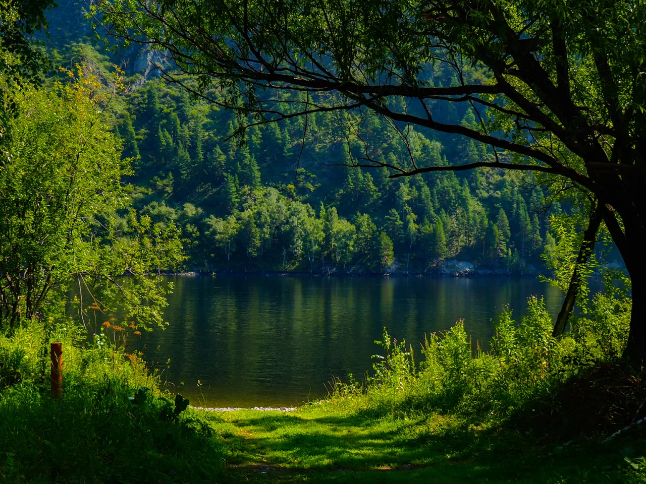 nature, forest, trees