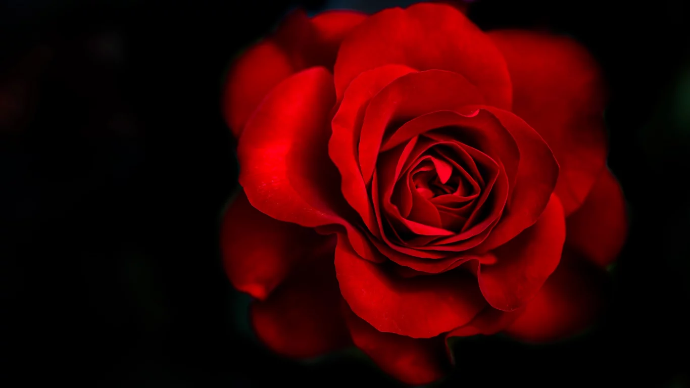 flower, rose, red rose