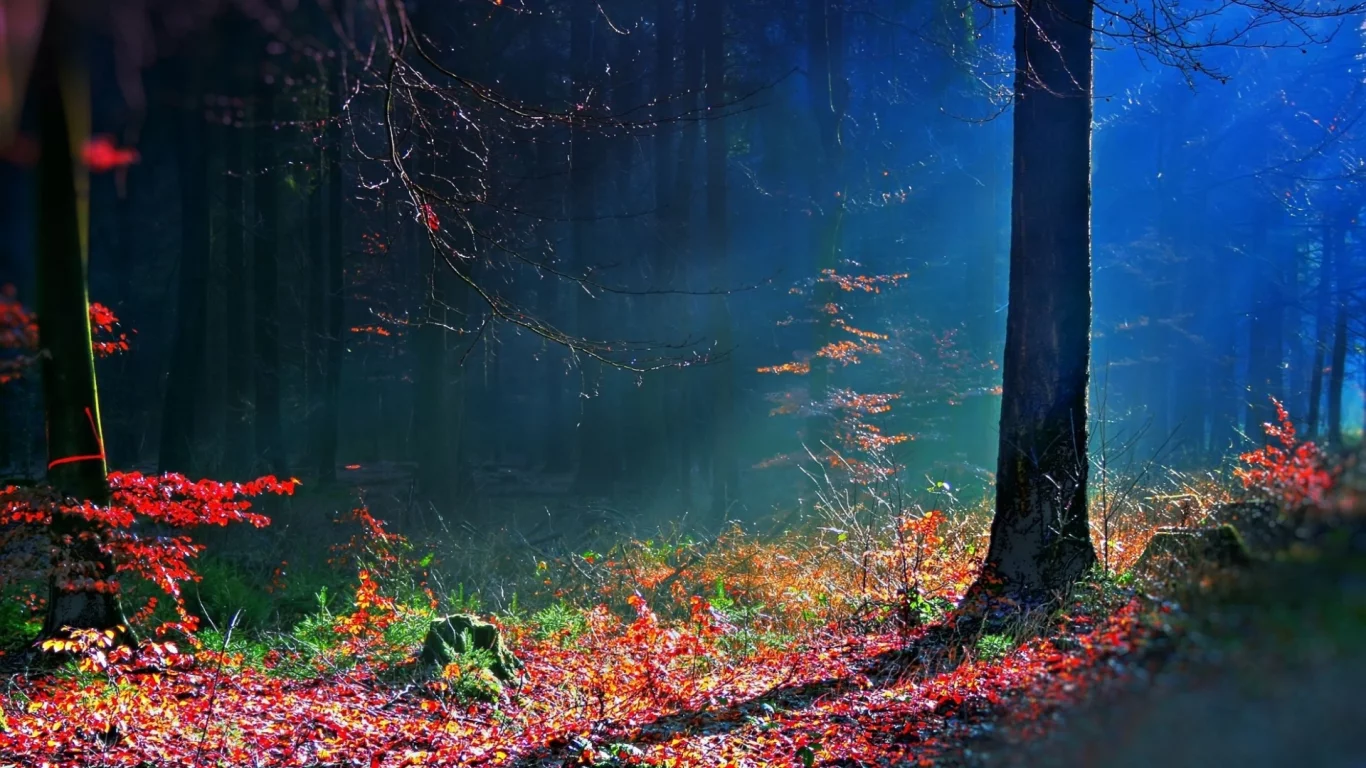 leaves, autumn, bright, tree, trees, earth, rays