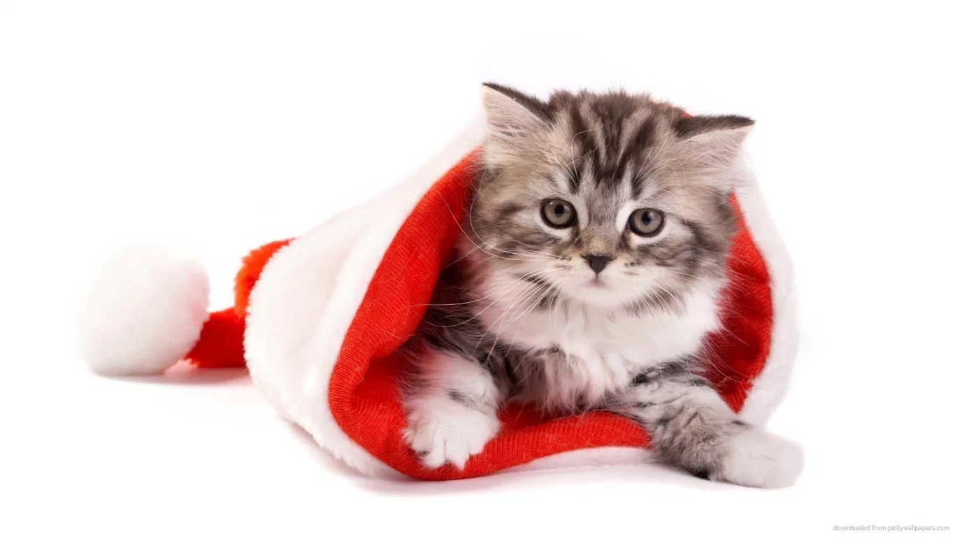 white background, kitten, new year, comfort, hat