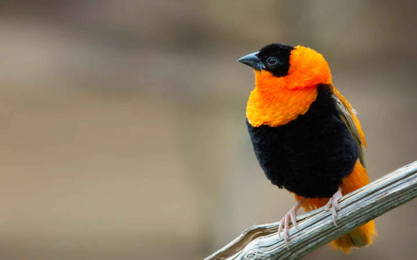 bird, small bird, branch