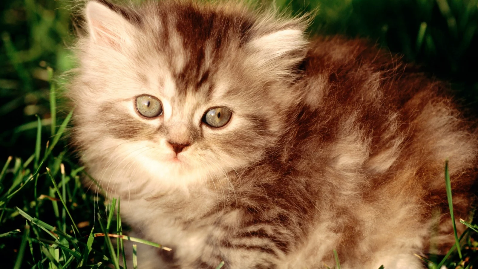 summer, fluffy, red, grass, mustache, kitten