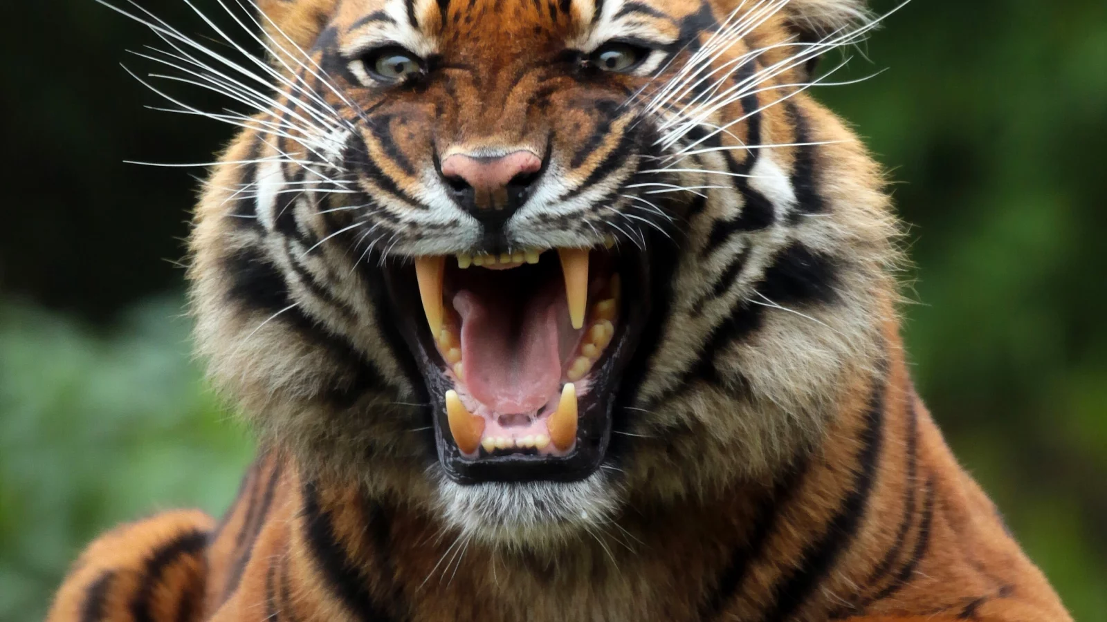 animal, predator, tiger, mouth, snarl, fangs