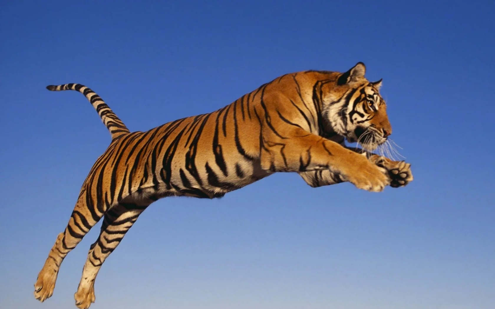 tiger, jump, predator, animal