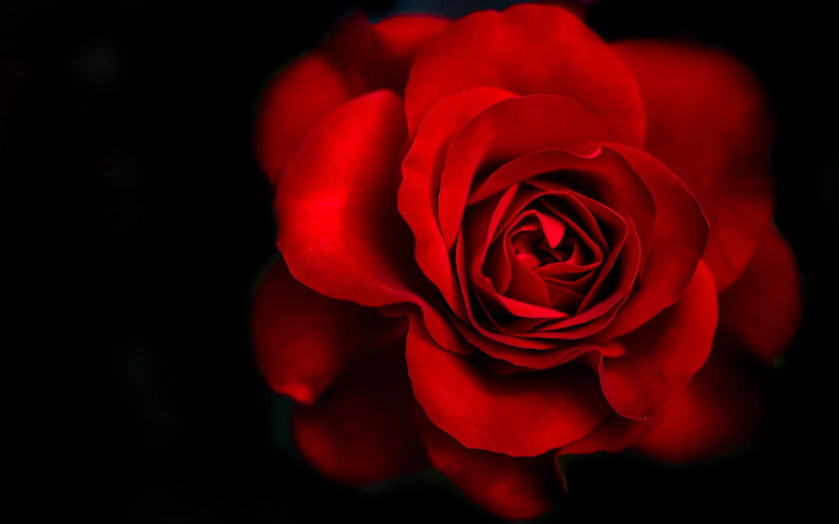 flower, rose, red rose
