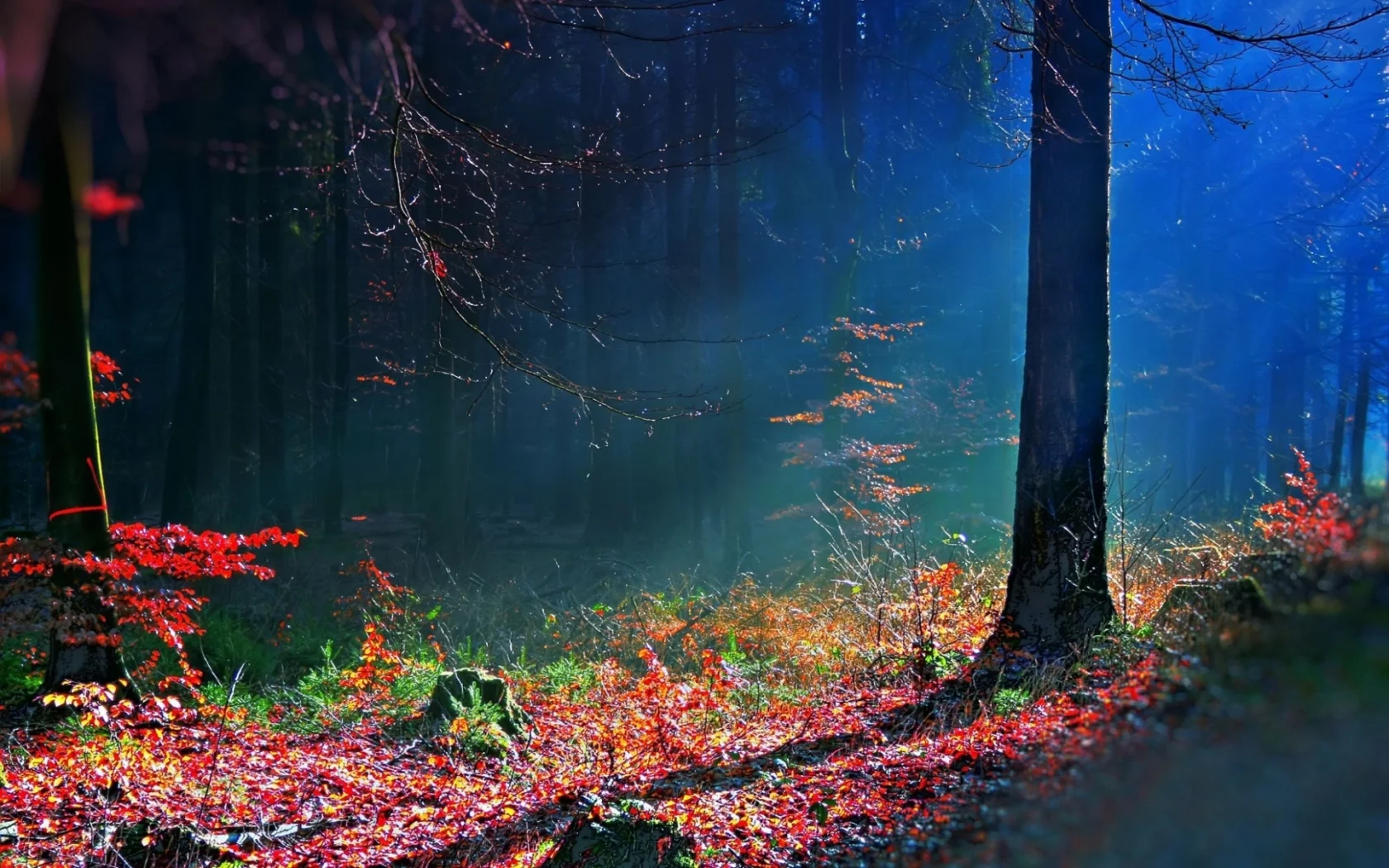 leaves, autumn, bright, tree, trees, earth, rays