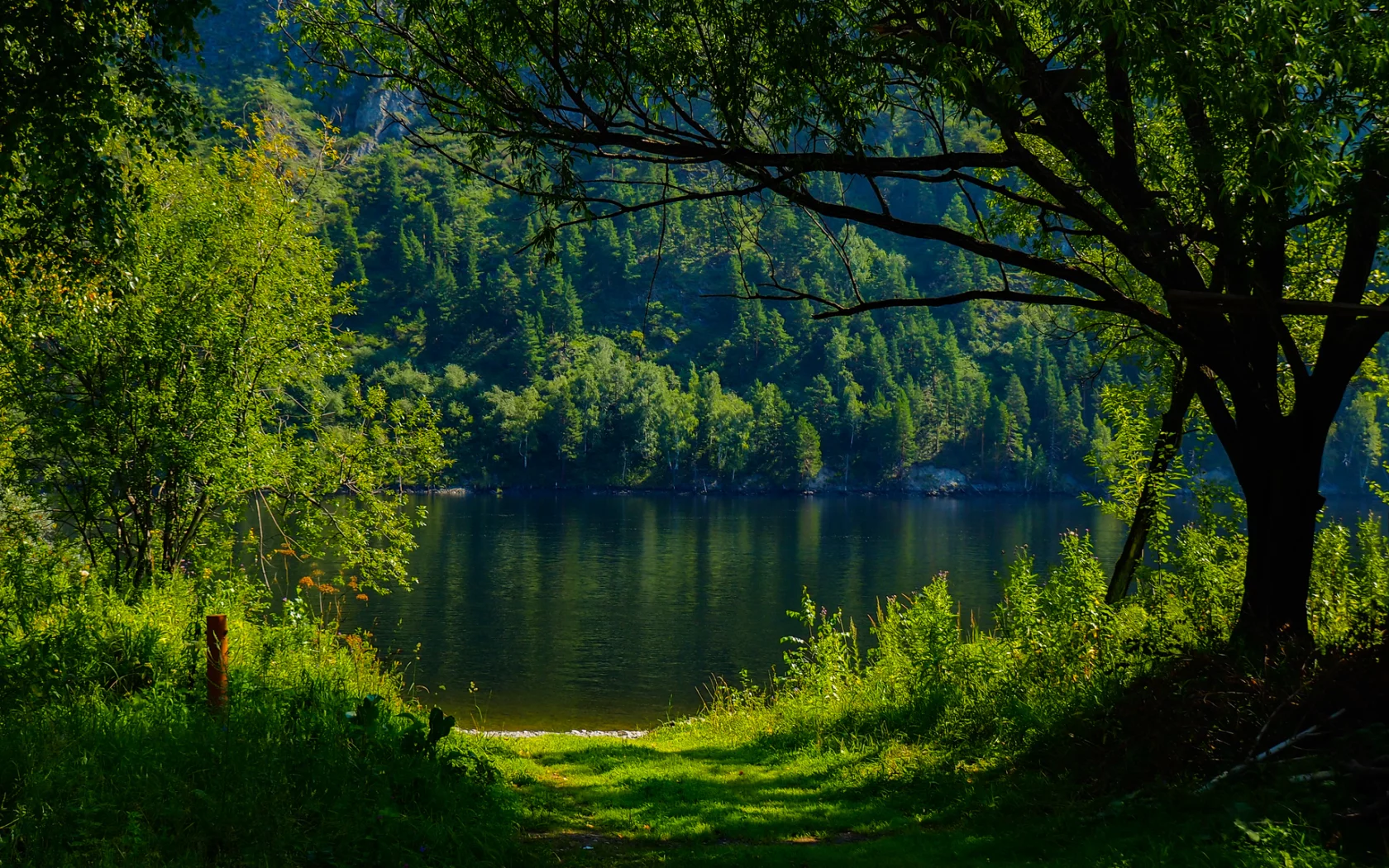 nature, forest, trees