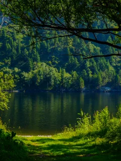 nature, forest, trees