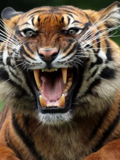 animal, predator, tiger, mouth, snarl, fangs