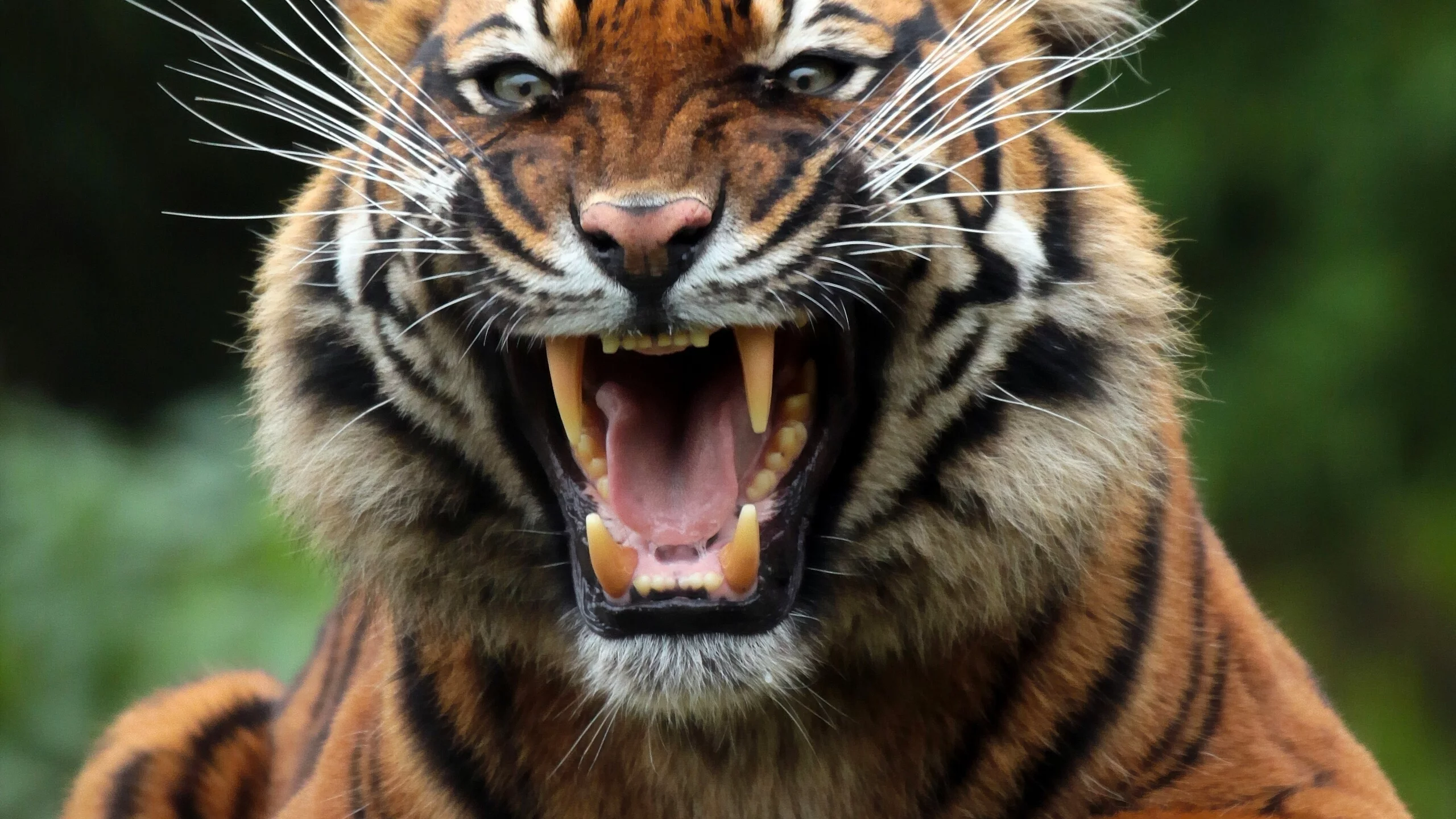 animal, predator, tiger, mouth, snarl, fangs