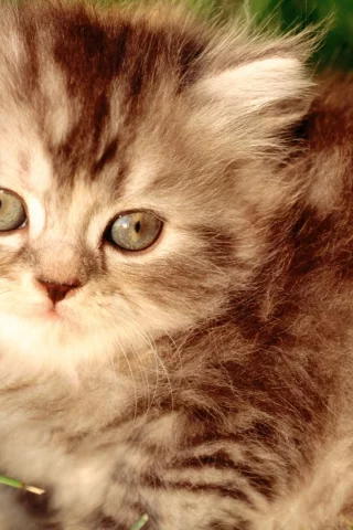 summer, fluffy, red, grass, mustache, kitten