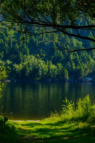nature, forest, trees