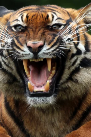 animal, predator, tiger, mouth, snarl, fangs