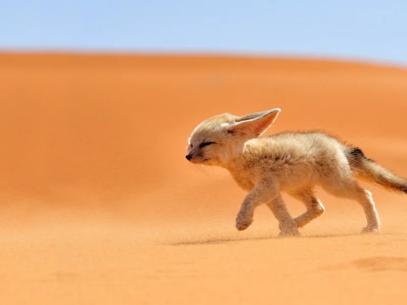 fox, animals, desert, nature, fennec