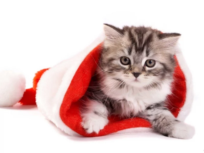 white background, kitten, new year, comfort, hat