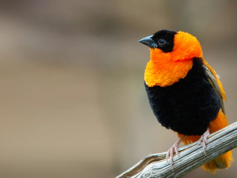 bird, small bird, branch
