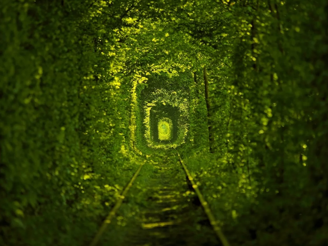 nature, path, ukraine, macro, photo