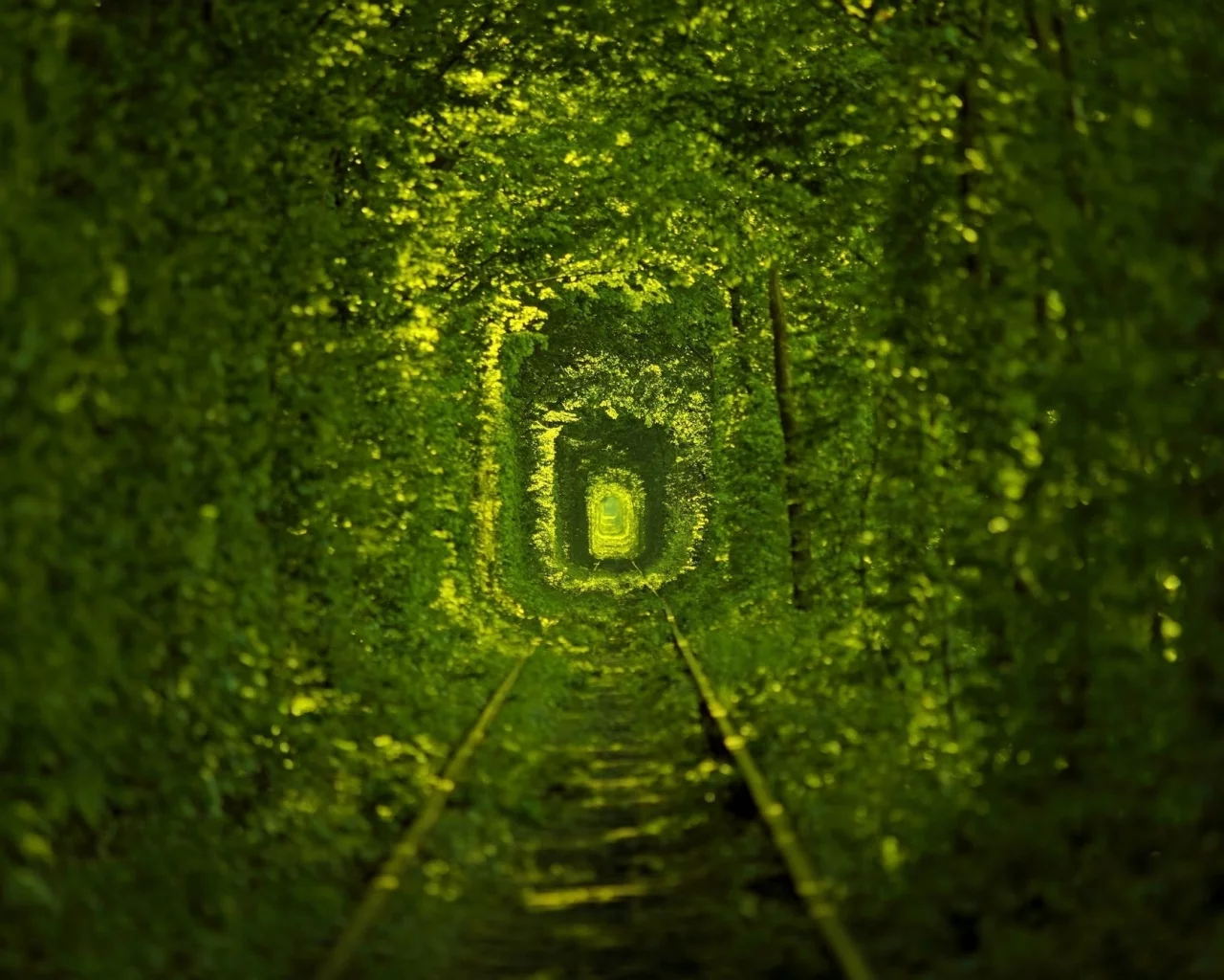 nature, path, ukraine, macro, photo