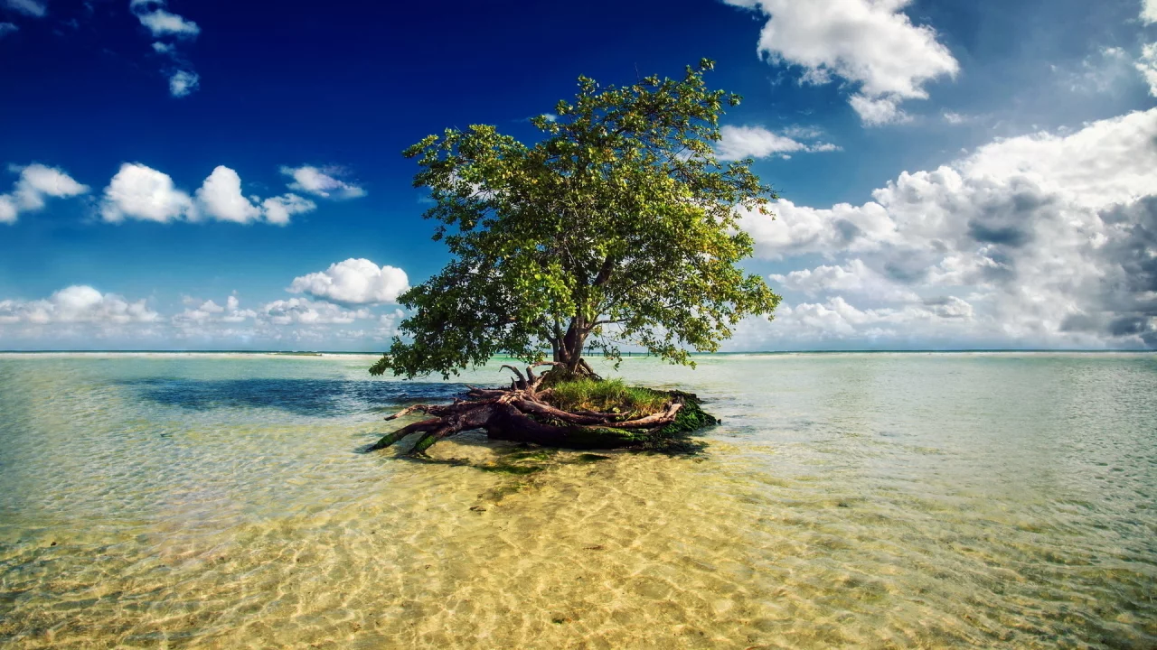 rest, beach, nature, tree, bay