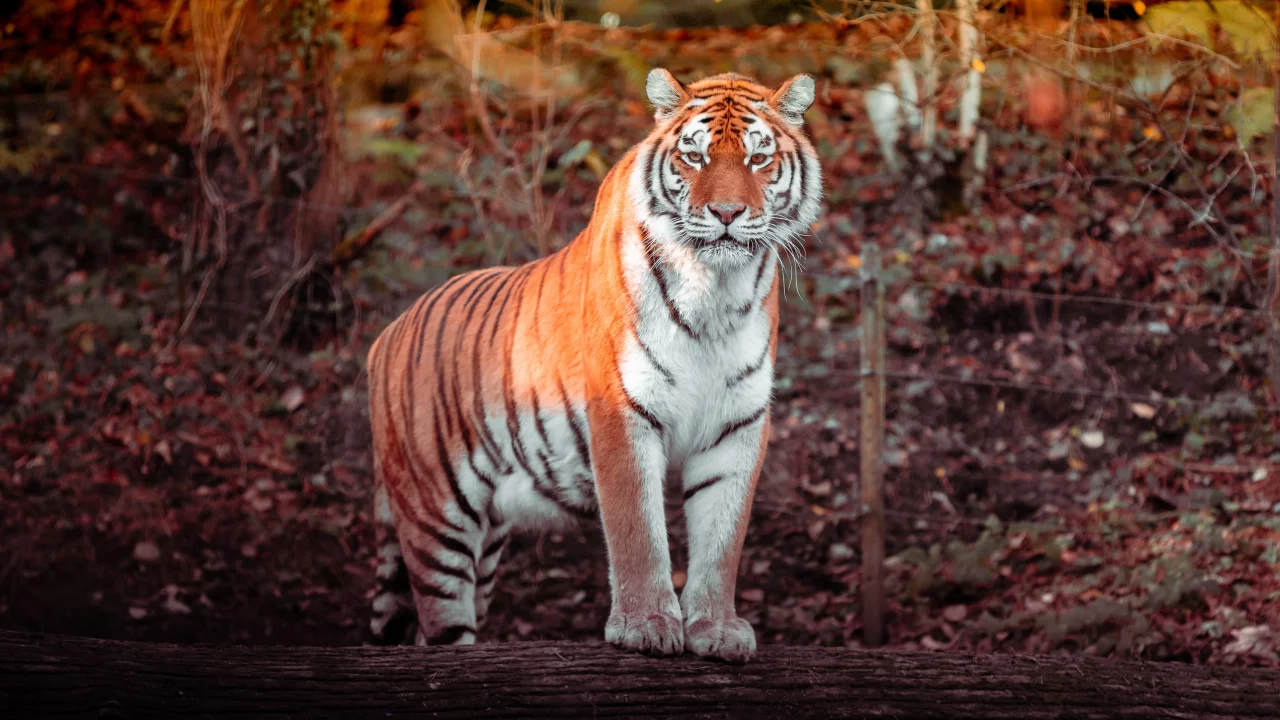 tiger, big cat, carnivore, predator, forest, zoo, tree