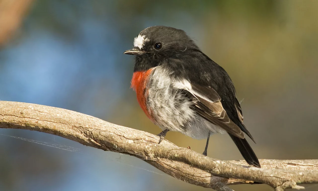 branch, beak, orange breast, feathers, bird