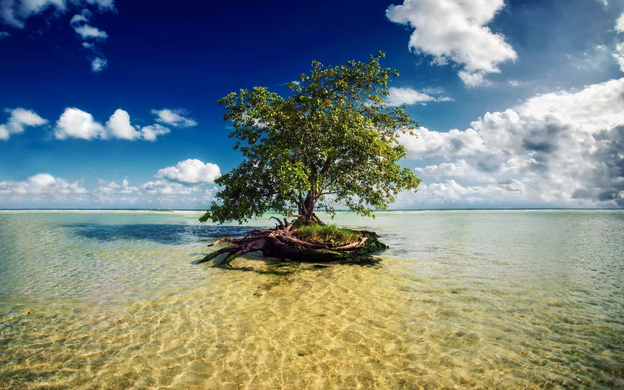 rest, beach, nature, tree, bay