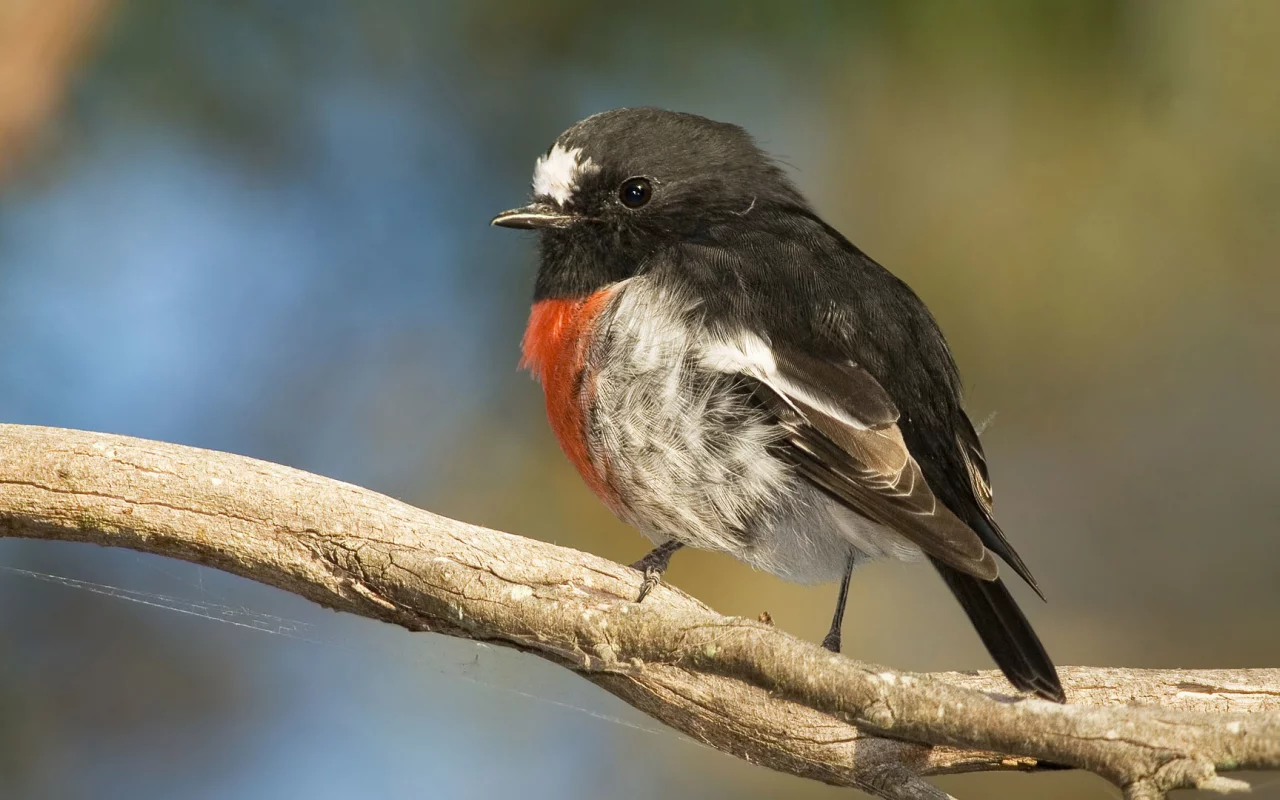 branch, beak, orange breast, feathers, bird
