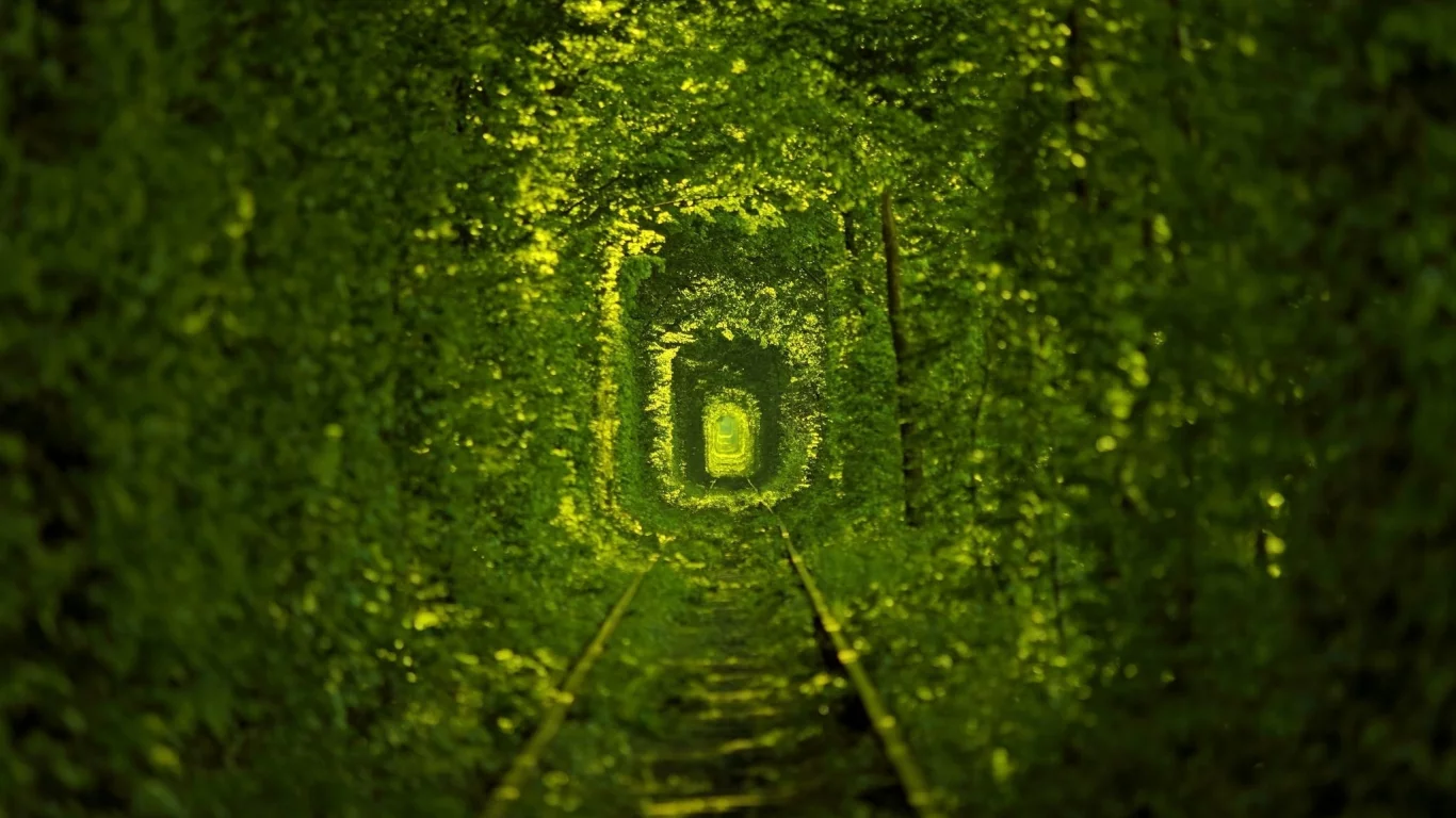 nature, path, ukraine, macro, photo