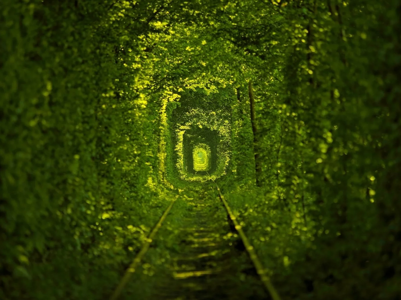 nature, path, ukraine, macro, photo