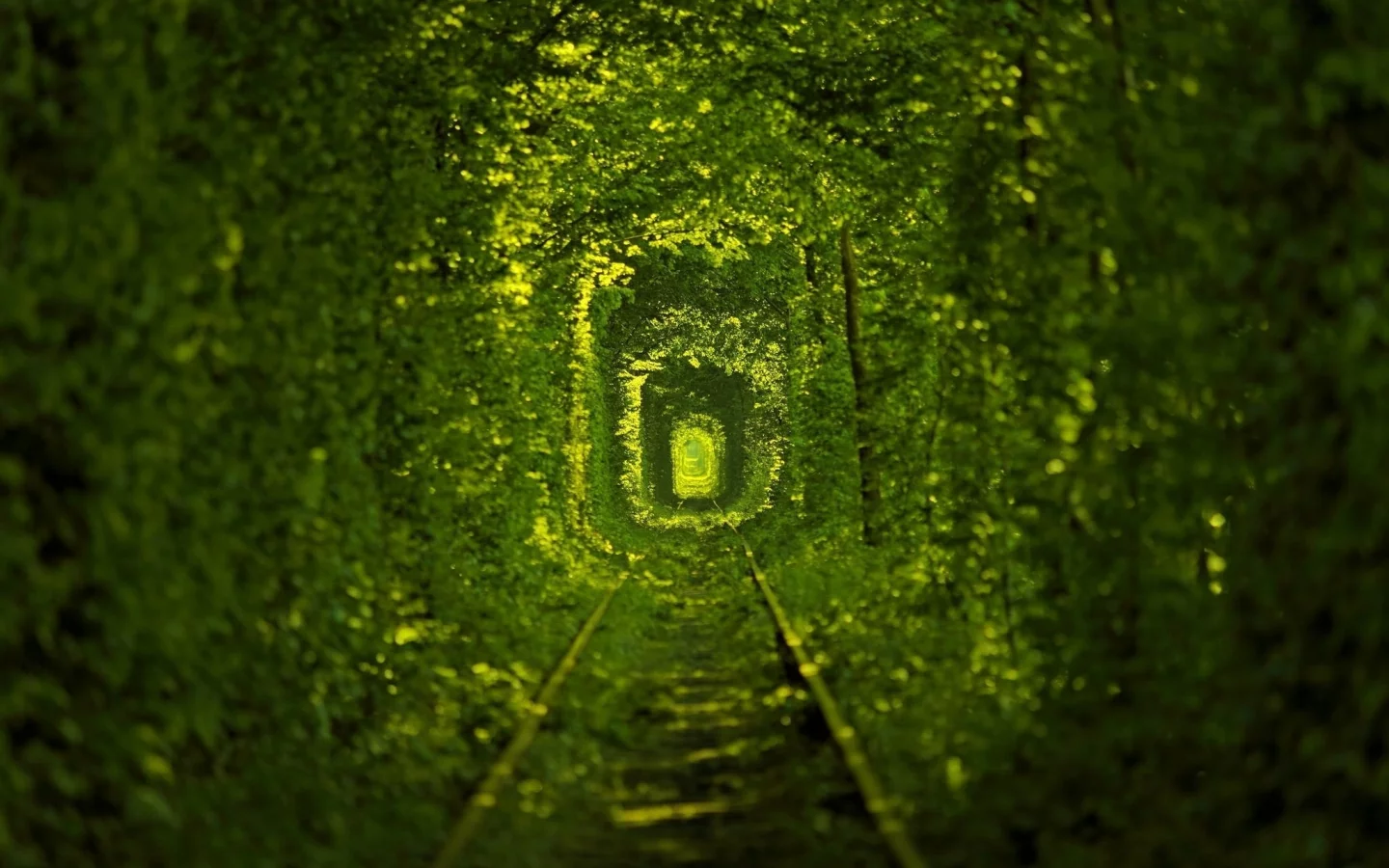 nature, path, ukraine, macro, photo