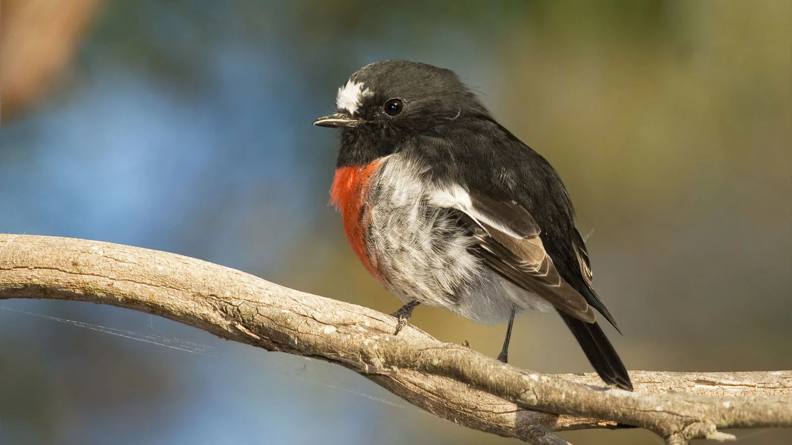 branch, beak, orange breast, feathers, bird