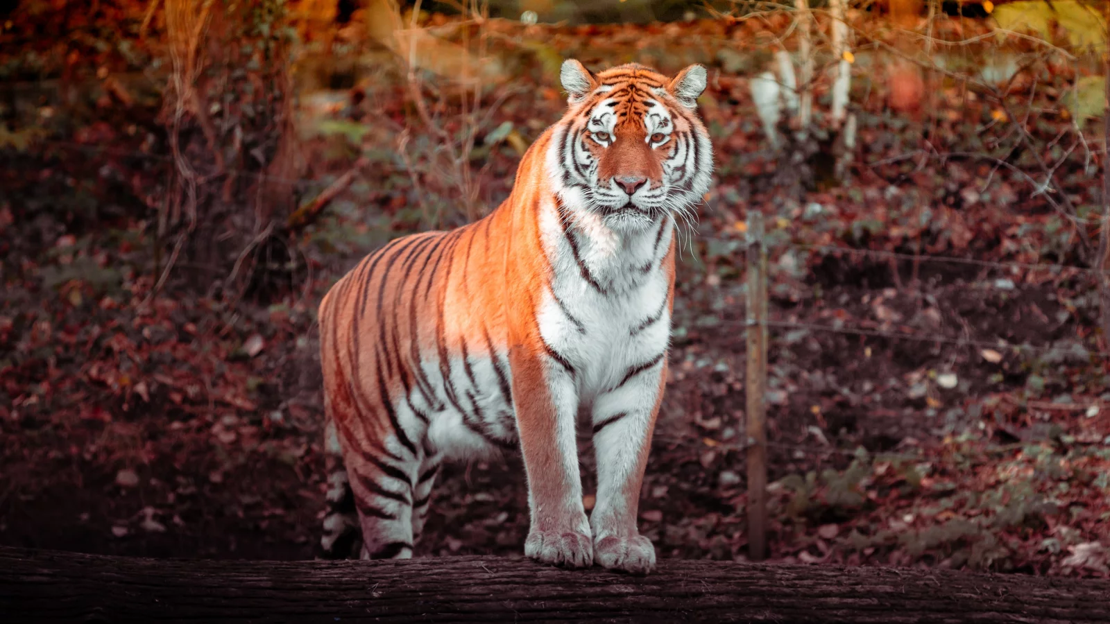 tiger, big cat, carnivore, predator, forest, zoo, tree