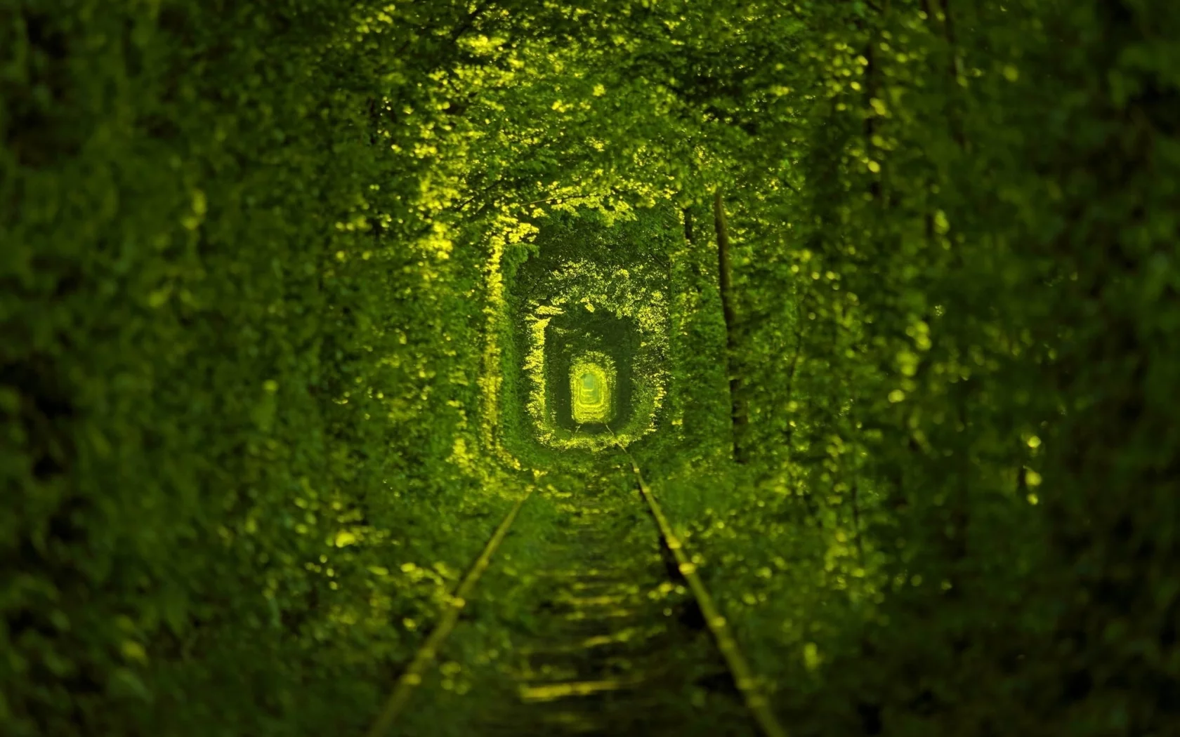 nature, path, ukraine, macro, photo