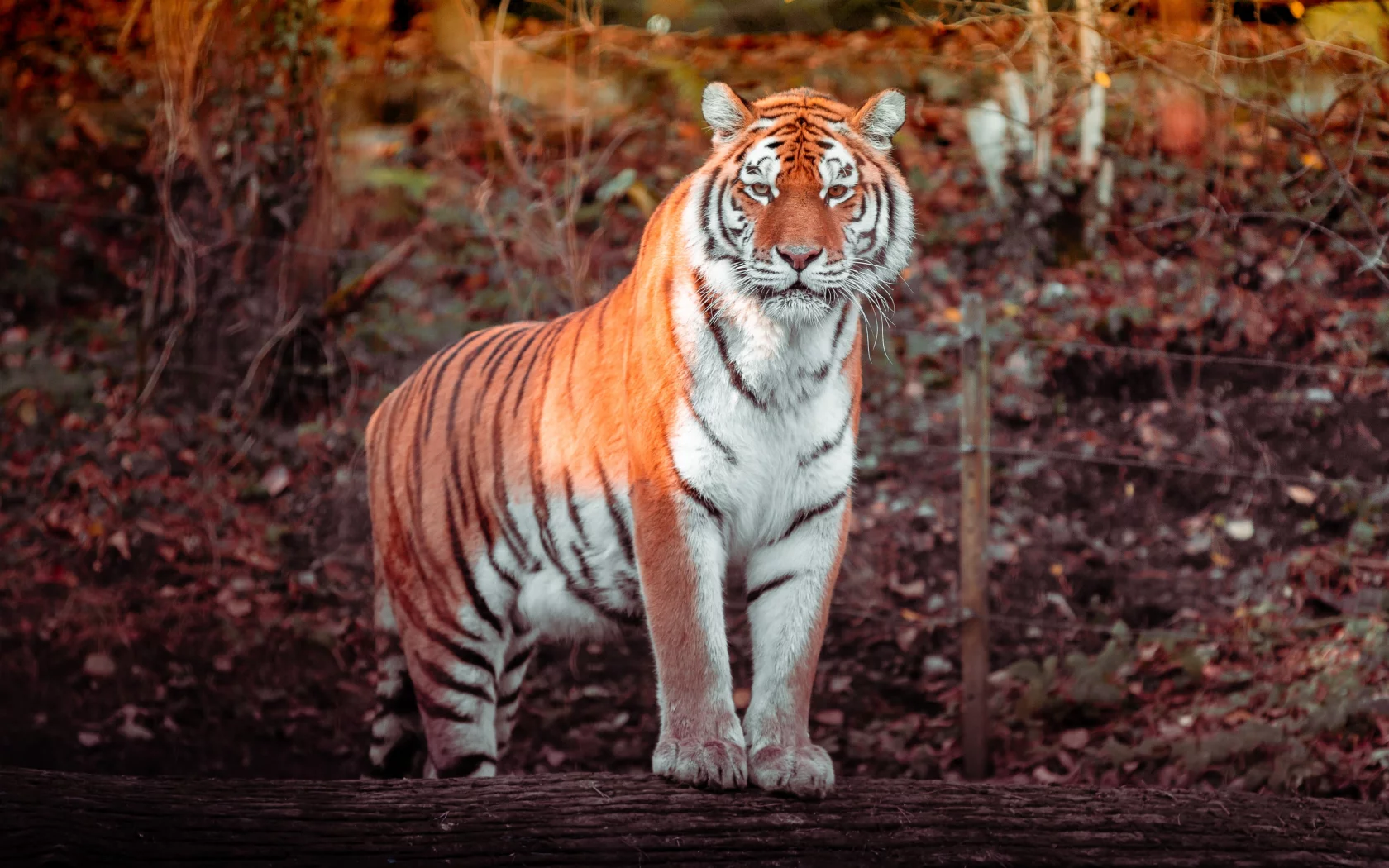 tiger, big cat, carnivore, predator, forest, zoo, tree